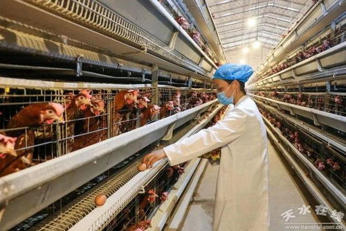 天水市秦州区宏丰养殖合作社对外销售纯鸡粪高效有机肥,销售热线