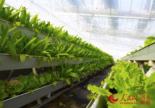 威县 现代绿色科技园区助力农业跨越式发展